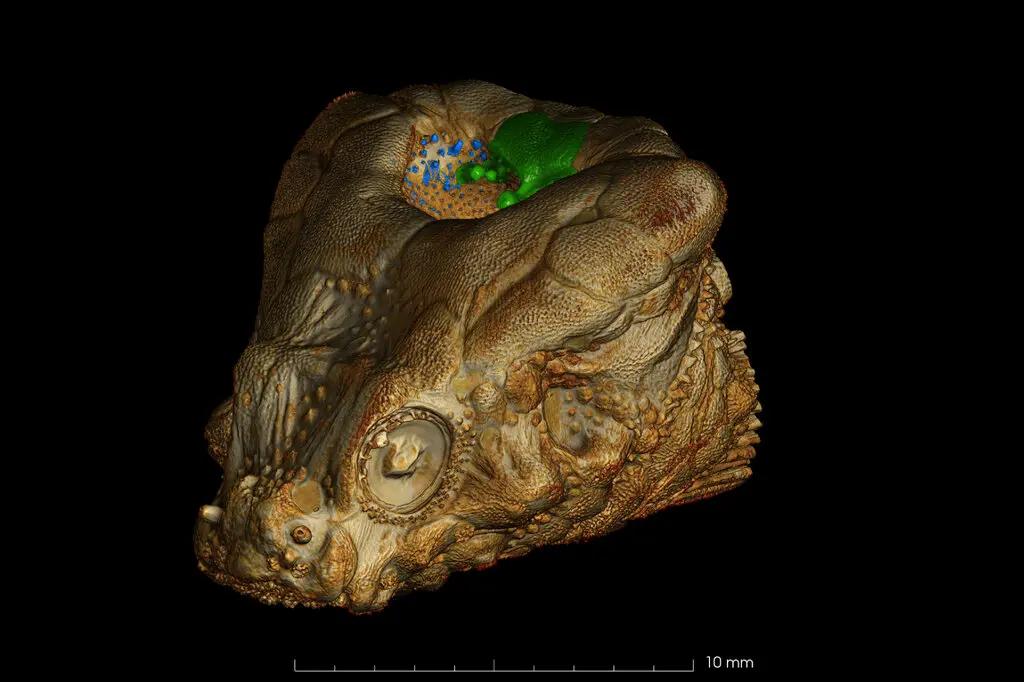 Bothragonus swanii microCT Bothragonus swanii