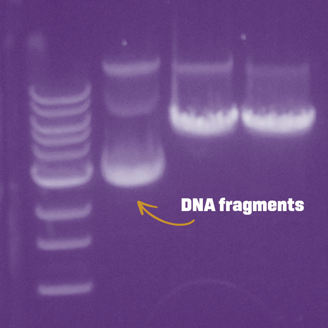 Gel electrophoresis image of DNA fragments