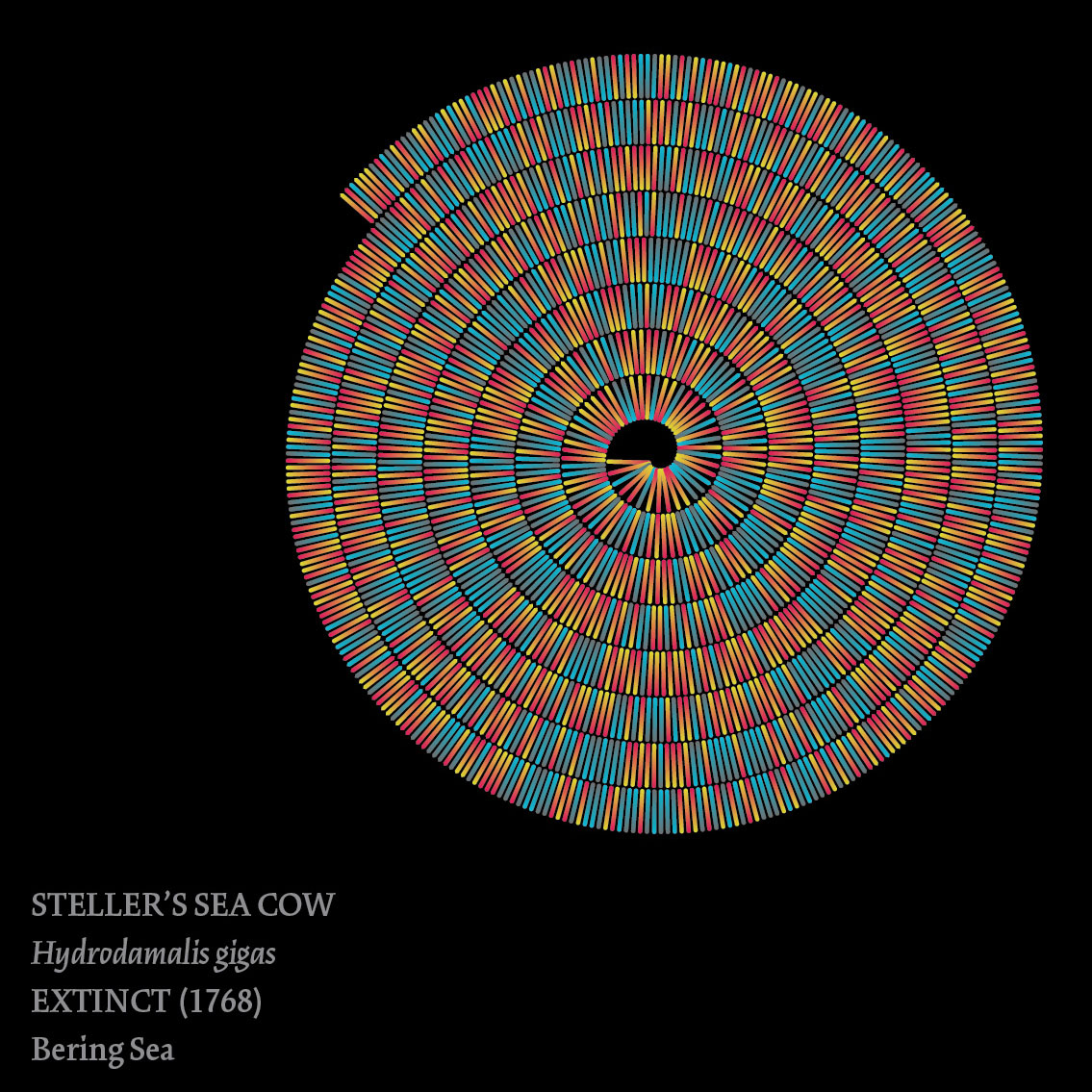 Color-coded representation of the extinct (1768) Steller's sea cow from the Bering Sea