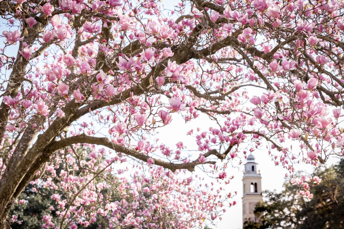 Flowers in front of LSU's Memorial Tower