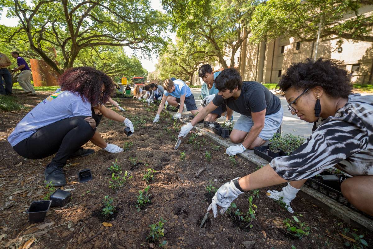 LSU students plant plants for Spring Greening Day