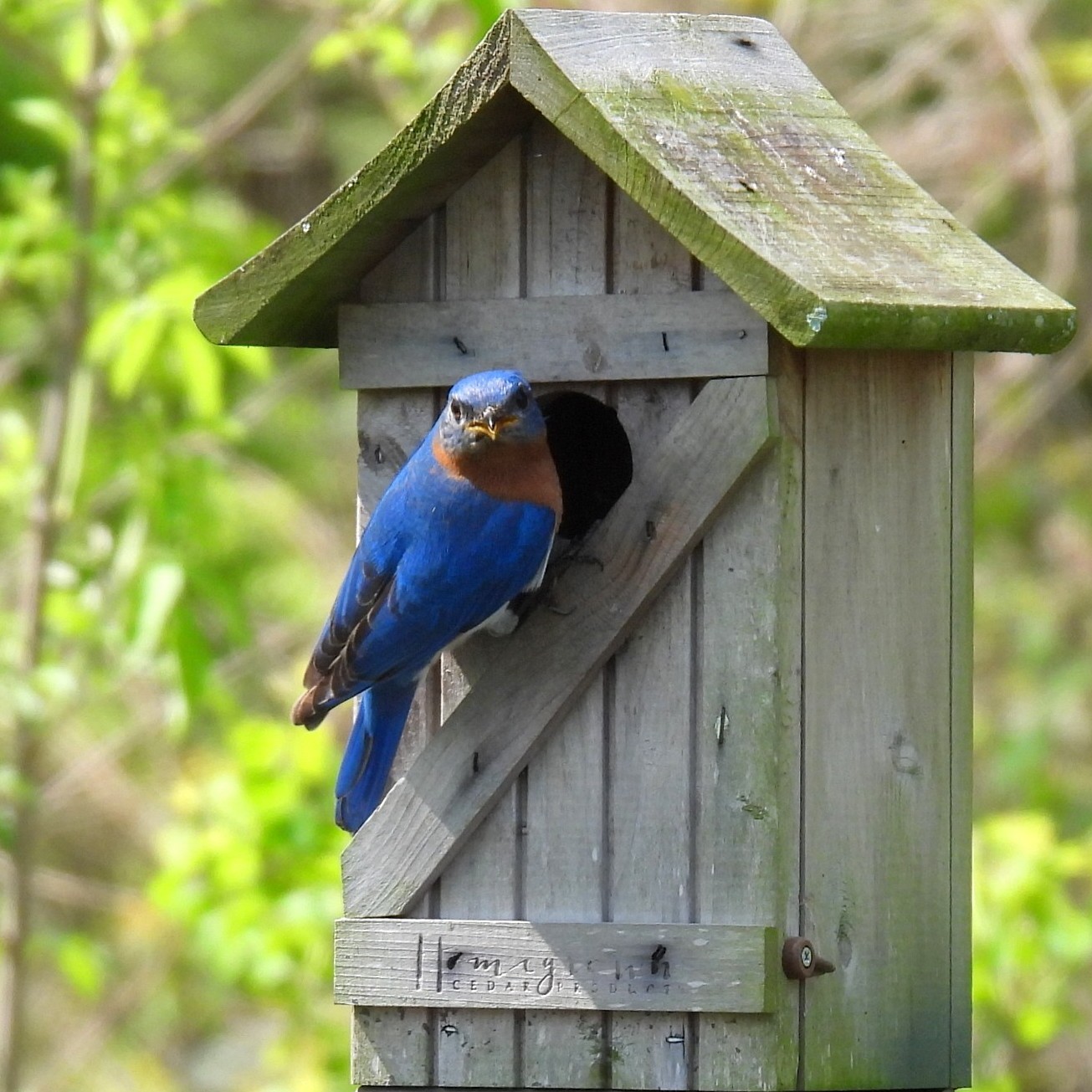 eastern bluebird on wooden birdhouse